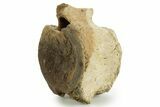 Hadrosaur (Edmontosaurus) Caudal Vertebra - Wyoming #377734-1